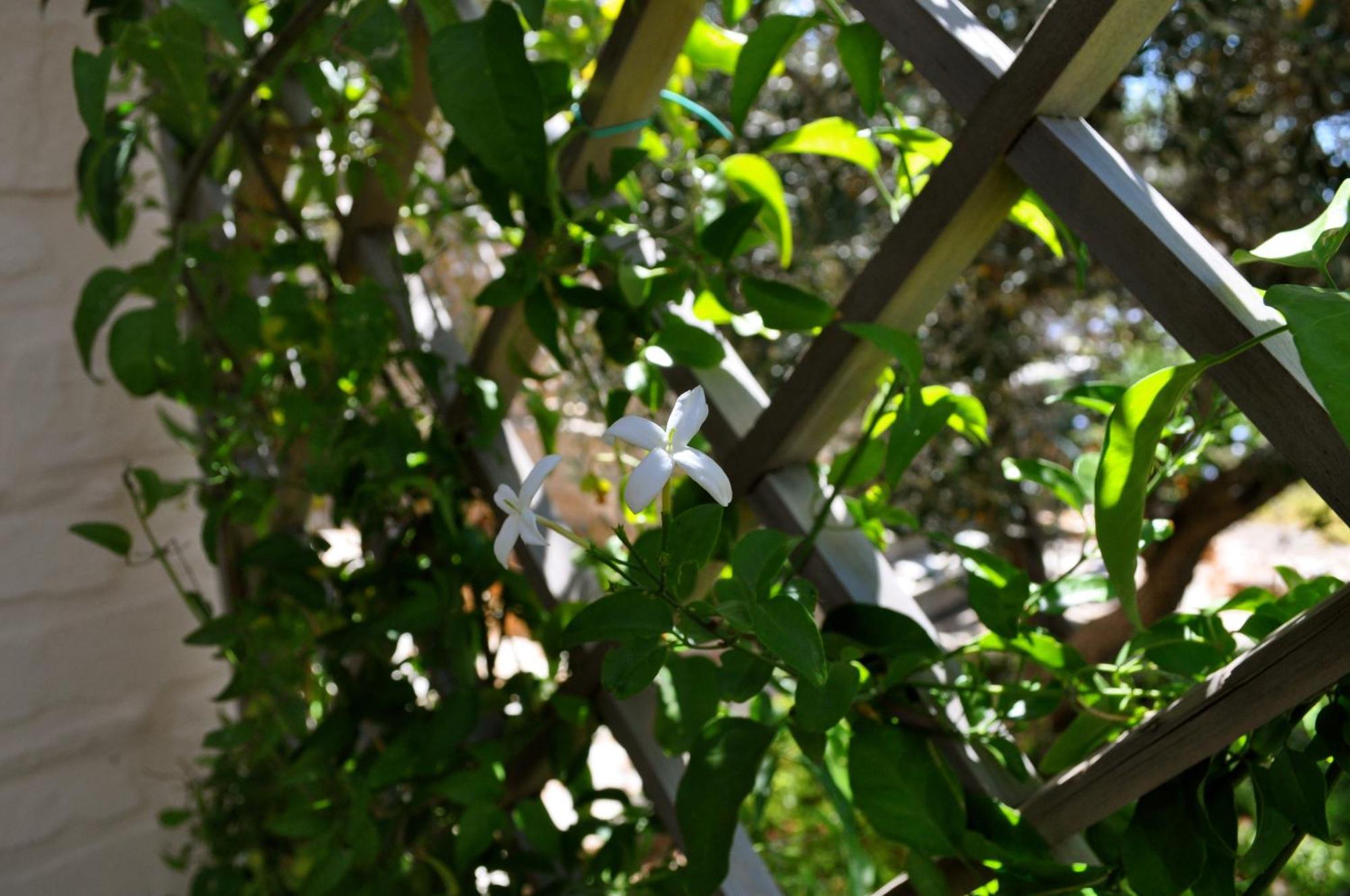 To The Garden Guest House Angairia Exterior photo